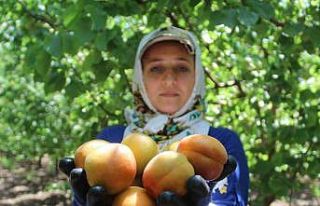 Depremin vurduğu Hatay’da kayısı hasadı başladı