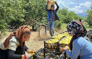 Depremzede Arsuzlu çiftçilerin limonları dalında...