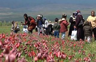 Depremzedeler lale tarlasında depremin olumsuzluklarını...