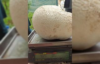 Dev mantar görenleri hayrete düşürdü