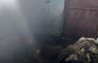 Devlet destekli alınan sürüye kurt dadandı: 35...