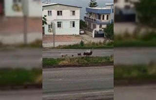 Dikkat: Trafikte deve kuşu var