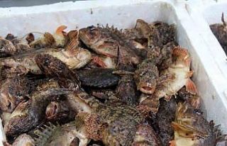 Dışı zehirli, içi lezzetli iskorpit balığı...