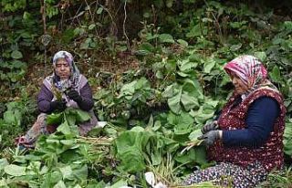Doğal şifa deposu: ‘Kaldirik Otu’