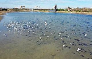 Doğal yaşam alanı korunan Hersek Lagünü’nde...