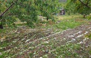 Dolu kiraz ve kayısı bahçelerini vurdu