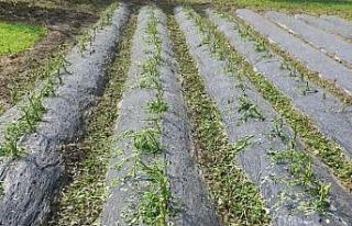 Dolu, sebze fidelerine zarar verdi