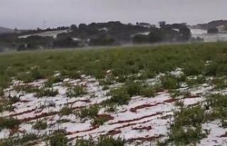 Dolu yağışı üzüm bağlarını vurdu