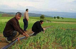 Dolu yağışının vurduğu Taşköprü sarımsağı...