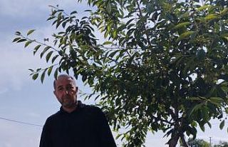 Dolu zararı kiraz üreticisinin belini büktü