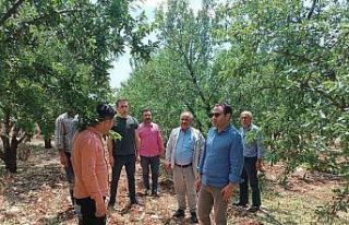 Dolunun zarar verdiği tarım alanları incelendi