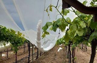 Doluya karşı önlemler artırılıyor