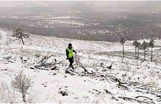 Domaniç’te 30 hektar sahaya ekilen tohumlar filizlenmeye...