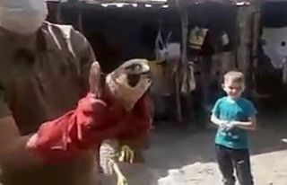 Dünyanın en hızlı kuşu yaralı bulundu