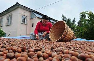Düzce’den ilk çeyrekte bin 175 ton fındık ihraç...