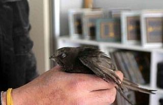 Ebabil kuşu Sivas’ta yaralı olarak bulundu