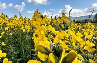 Eber Sarısı görüntüsüyle görenleri mest etti