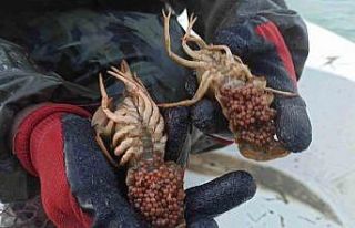 Eğirdir Gölünde 320 adet kerevit sepetine el konuldu