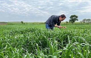 Ekili alanlarda zararlı haşerelere karşı mücadele...