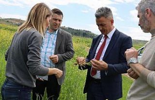 Ekim alanlarında fenolojik gözlem yapıldı