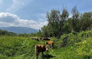 El değmemiş yaylalarda otlayan hayvanların kartpostallık...