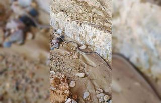 Elazığ’da 1,5 metre uzunluğunda yarı zehirli...