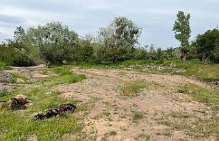 Elazığ’da ağıla giren kurt sürüsü, 21 koyunu...