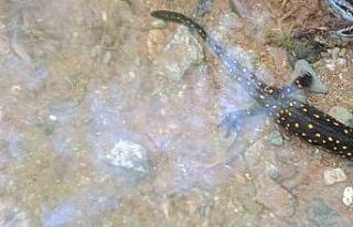 Elazığ’da benekli semender izleme çalışması...