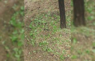 Elazığ’da dolu yağışı sonrası kayısı bahçeleri...