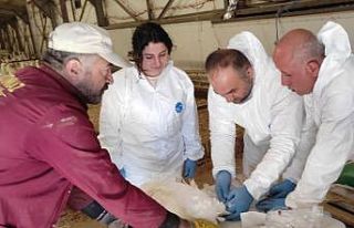 Elazığ’da hayvan sağlığı çalışmaları sürüyor