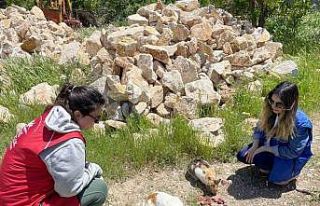 Elazığ’ın genç gönüllülerinden sokak hayvanlarına...