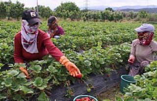 Emiralem çilekleri, festivale hazır