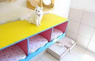 En güzel Van kedisi bu yıl 4 yavru daha doğurdu