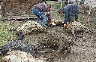 Erciş’te ahıra kurt girdi, koyunları telef etti