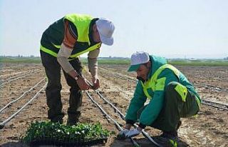 Ereğli Adabağ’da yılın ilk fide ekimi gerçekleştirildi