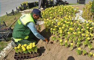 Ereğli Belediyesi park ve refüjlere çiçek dikimini...
