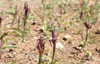 Ergani’de salep yetiştiriciliğine 1 milyon 507...