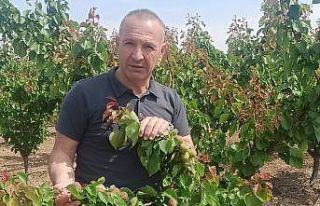 Erkenci kayısılarda Akdeniz sineği kontrolleri...