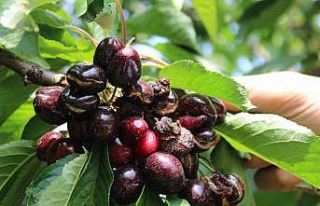 Erkenci kirazları yağmur vurdu