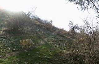 Erzincan’da yaban hayat fotokapanlarla görüntülendi