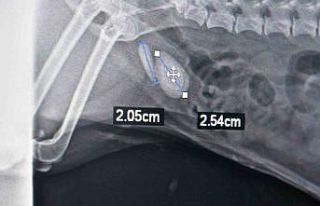 Evcil hayvanınızda bu şikayetler varsa dikkat,...