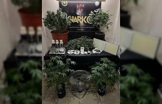 Evde kurulan düzenekle Hint keneviri yetiştiren...