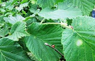 Fındık kurdu ve küllenme hastalığı ile mücadele...