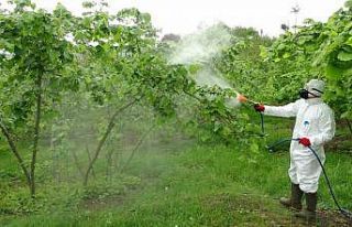 Fındıkta kozalak akarı ve külleme hastalığı...