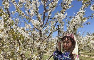 Fotoğrafçılar en güzel çiçek açan kirazı çekmek...