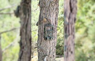 Fotokapanlar yaban hayatını korumak için kuruldu
