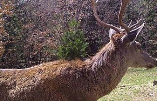 Fotokapanlara yansıyan görüntüler belgeseli aratmadı