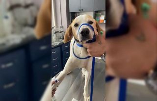 Gelibolu’da kanserli sokak köpeğinin yardımına...