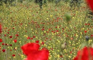 Gelincikler doğayı süsledi