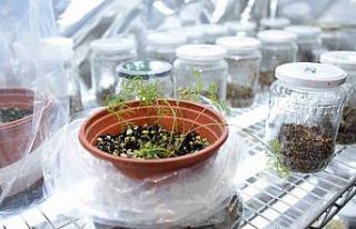 Genom düzenleme teknolojisi havuçta başarıyla...